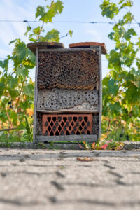 Insect hotel in front of grapevines Insect hotel in front of grapevines